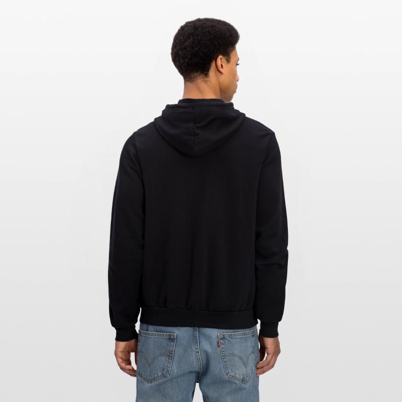 Cow Scottish Highland Western